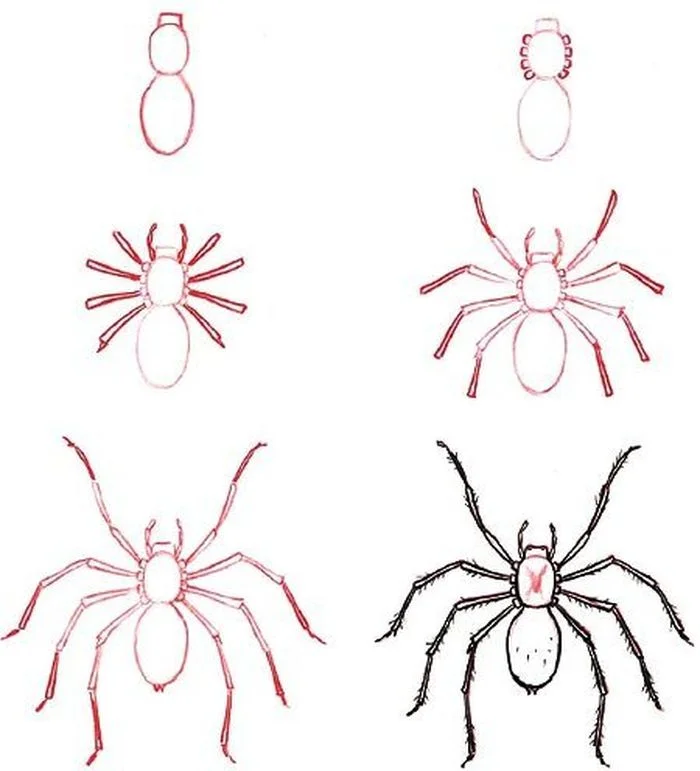 to draw a spider