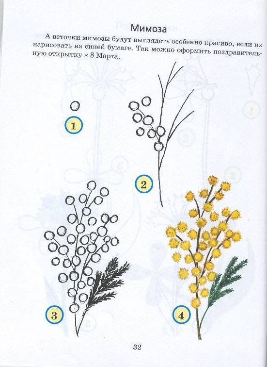 Ветка Мимозы Рисунок 