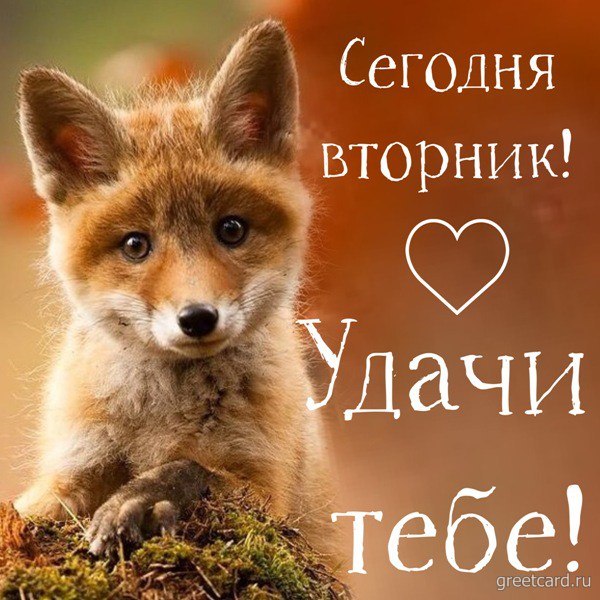 Доброе утро, лисята 🦊 Хорошего настроения и отличного дня