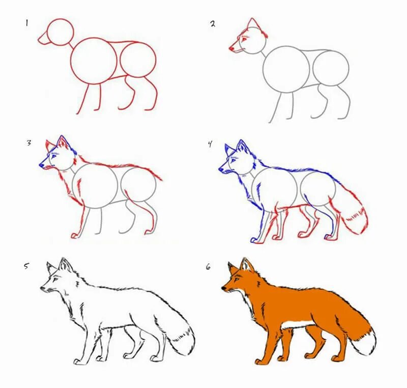 How to draw a wolf