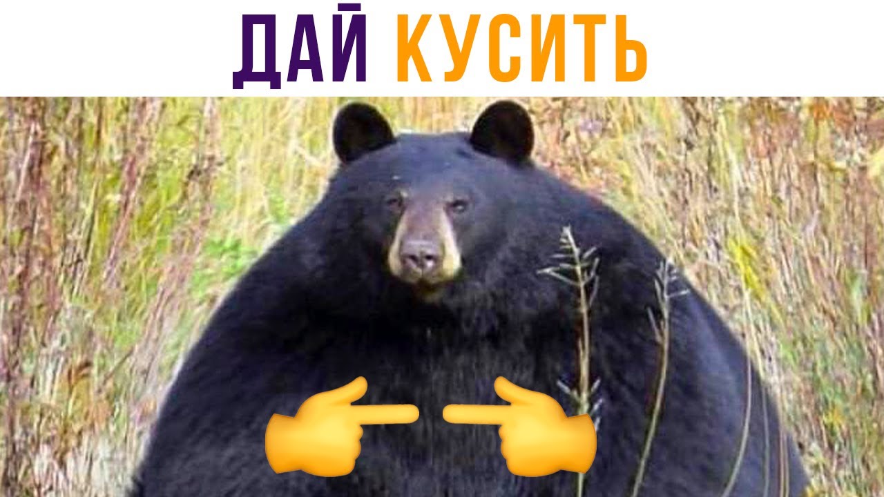 маша и медведь иди нафиг Meme