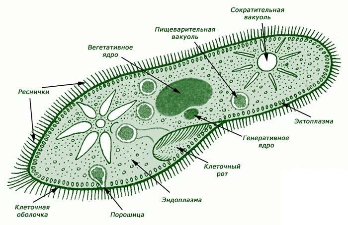 амеба на прозрачном фоне