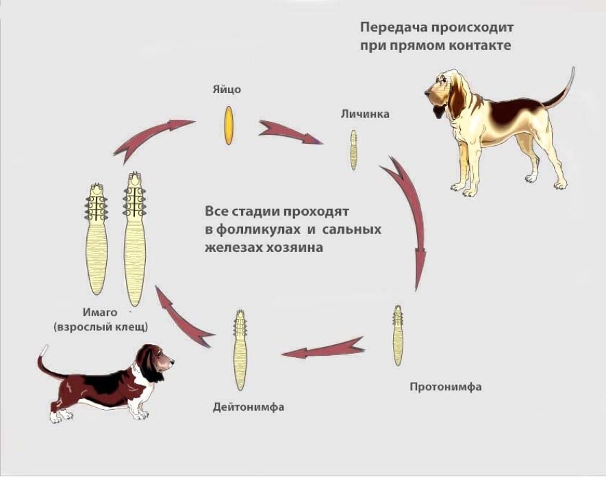 Собака рисунок для детей простой легкий поэтапно 