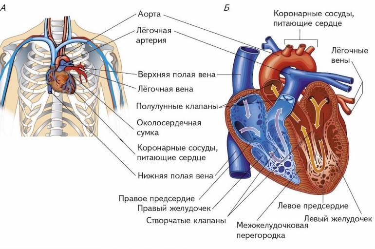 Строение сердца | Quizlet