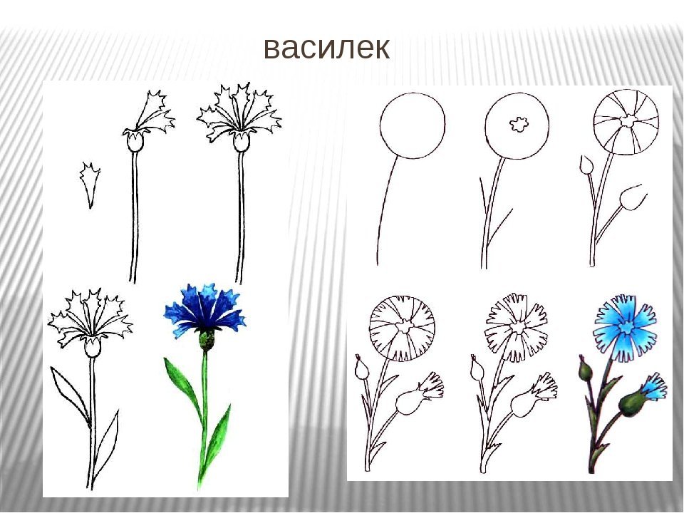 Раскраски живот, Раскраски для скачивания.