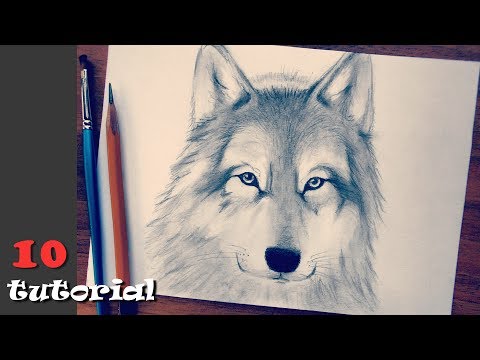 to draw a face of a wolf with a pencil