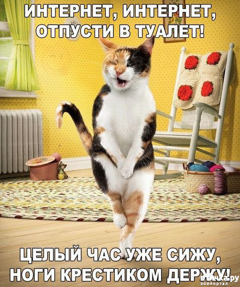 Приколы с котами с озвучкой! Смешные коты! Самые Смешные