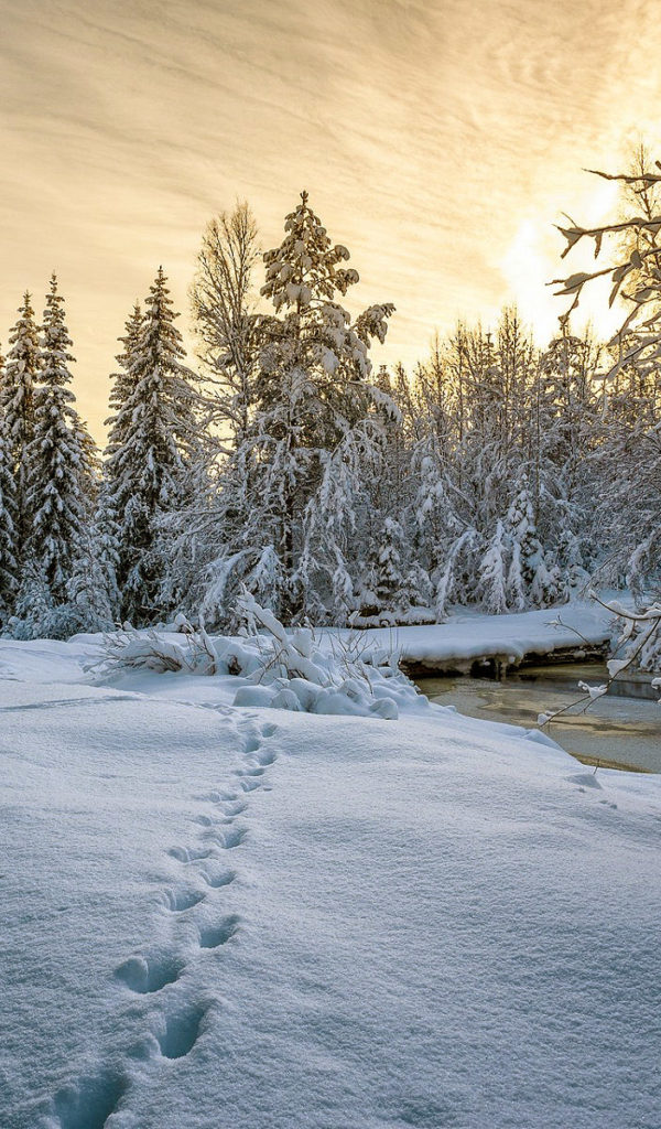 Скачать обои Зимний лес 