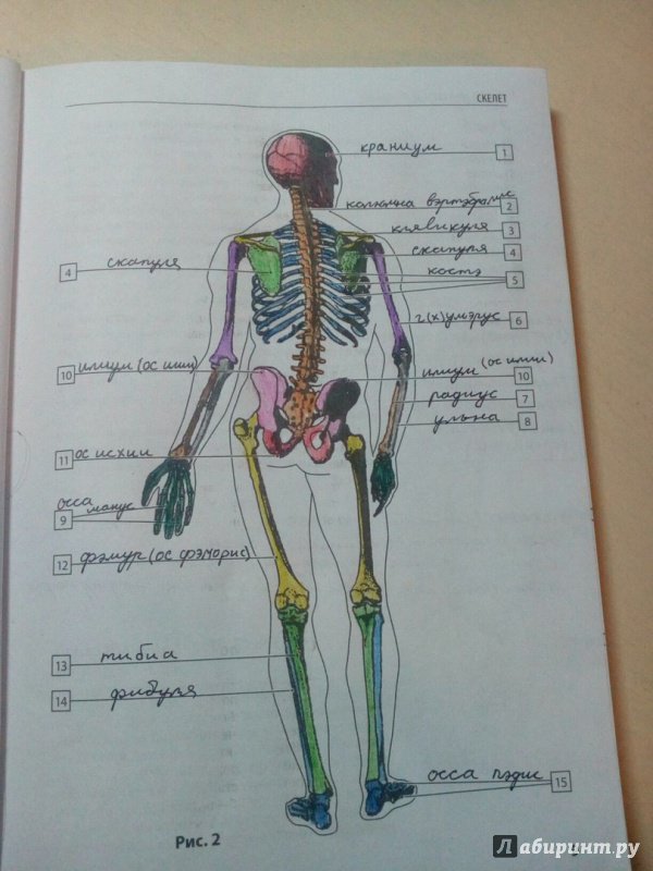 Тело человека рисунок для детей