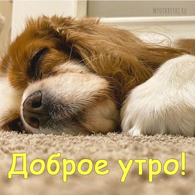 Доброе утро Вам и Вашим любимцам!🐈🐕 Наверняка люди, у