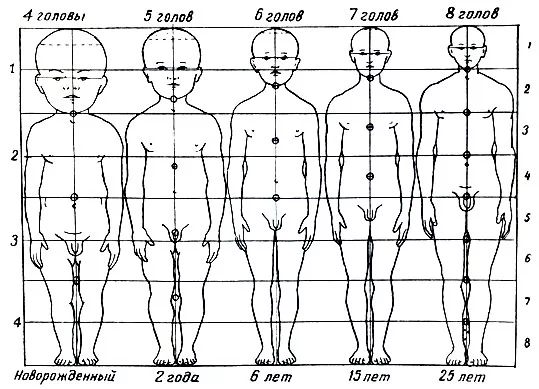 Основные пропорции человека при рисовании: какие бывают, типы