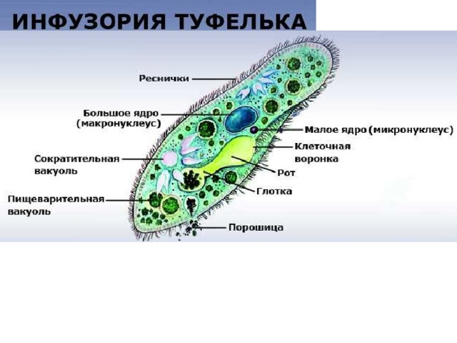 Тест по теме Инфузории ЕГЭ биология