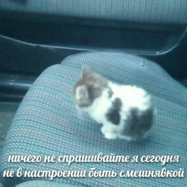 Грустный котик