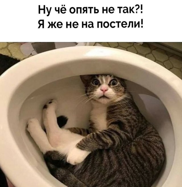 Смешные фотографии котов в нелепых костюмах