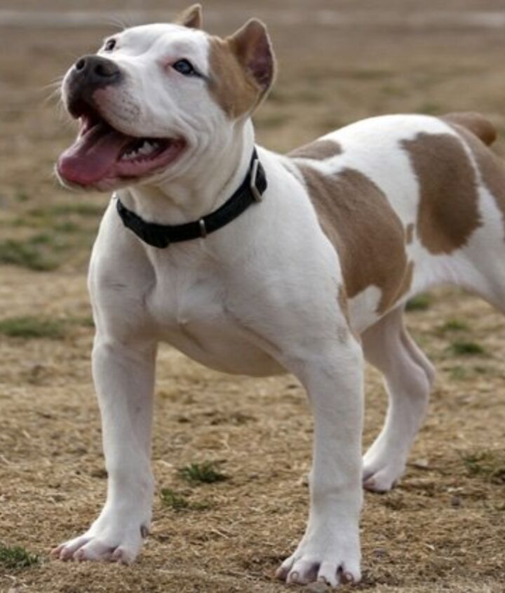 Der American Pitbull Terrier im Rasseportrait – AMICANDO