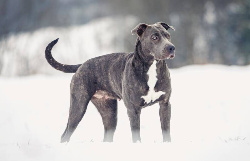 American Pitbull Terrier | Seven Hills Veterinary Hospital, Inc