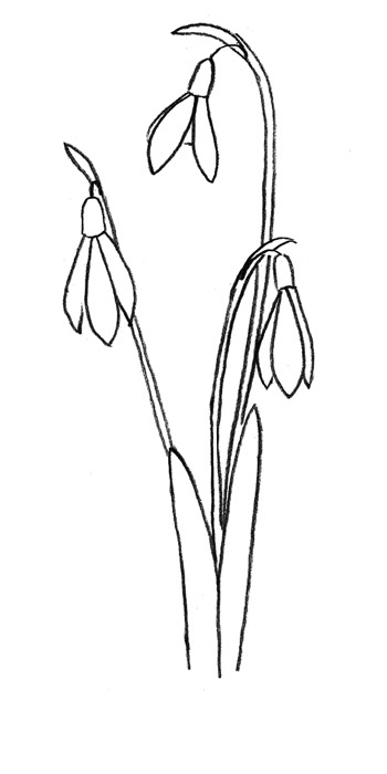 to draw snowdrops