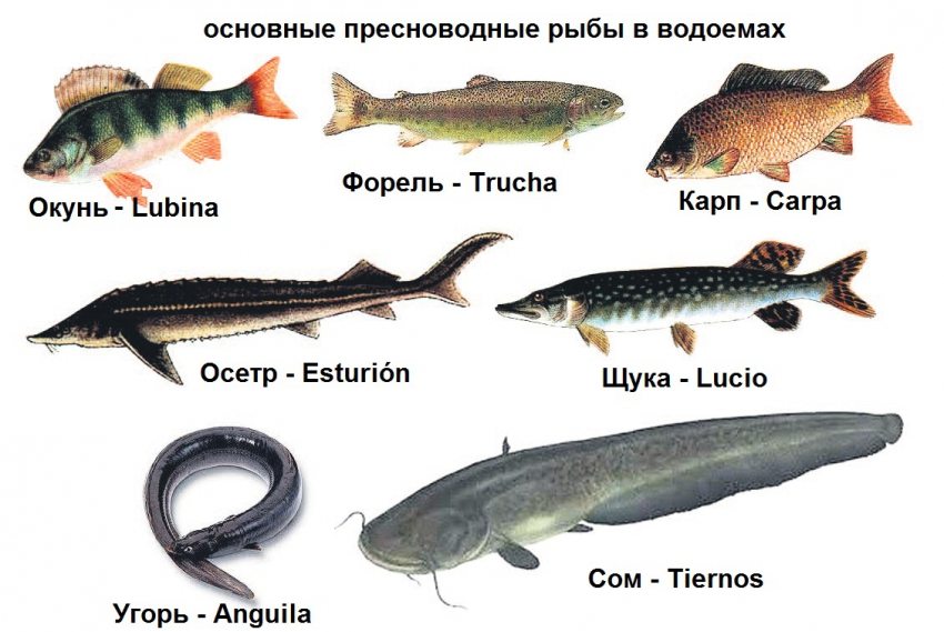 Какая морская рыба полезна, польза речной рыбы | Статьи