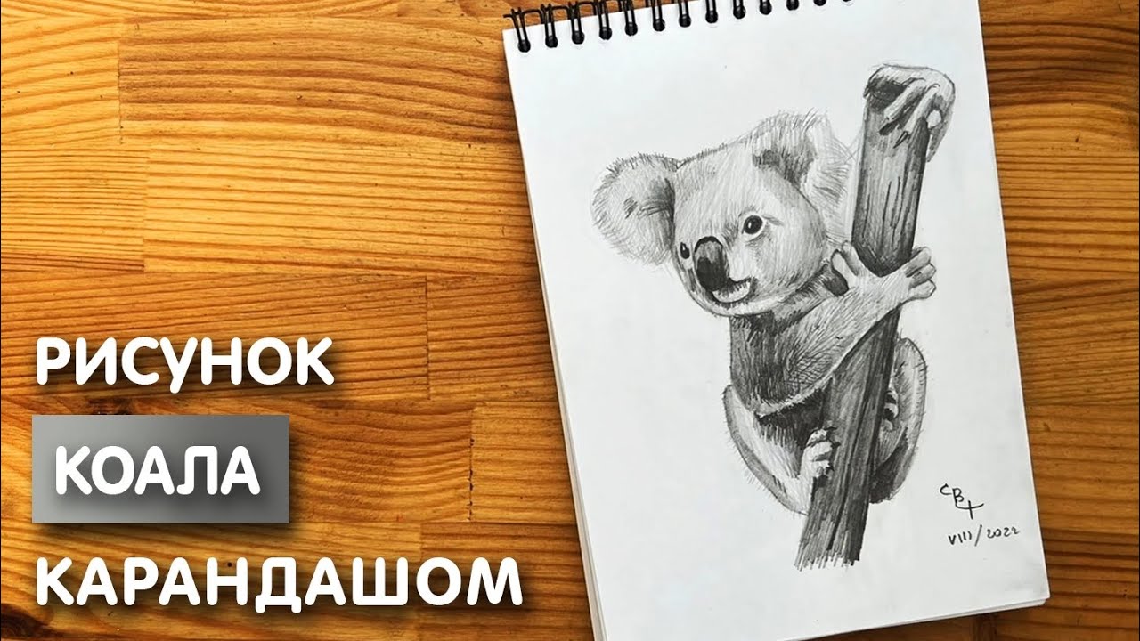 как нарисовать коала / usdufd1mm.png / LetsDrawIt