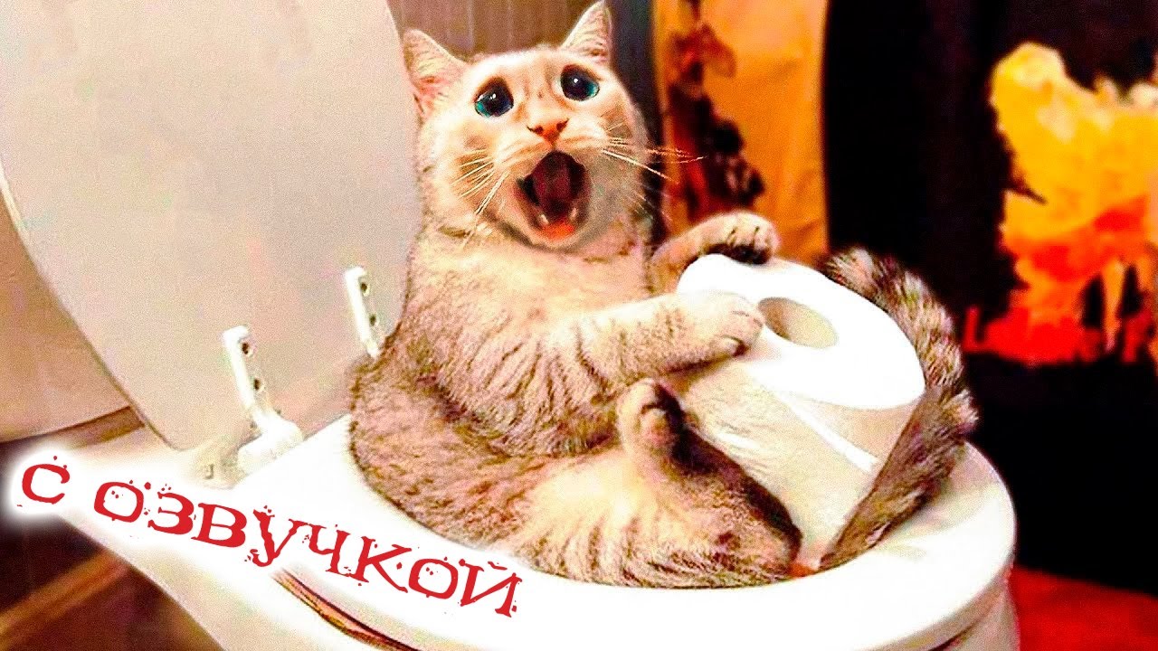 Приколы с котами! КУНГ