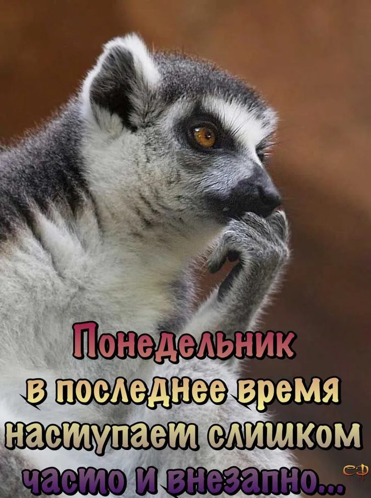 Юмор каждый день