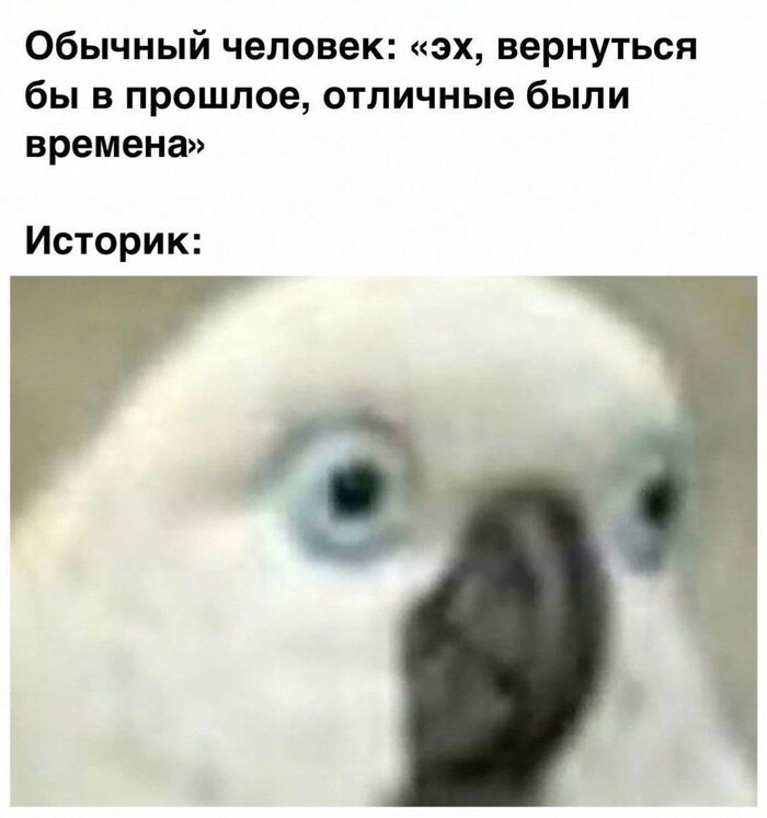 Создать мем «попугай смотрит в зеркало, я красивый» онлайн