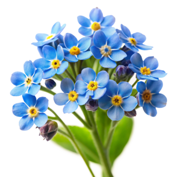 Фиолетовая незабудка PNG , Myosotis Sylvatica, цветочек