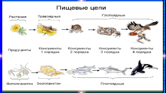 Как образуются пищевые цепи