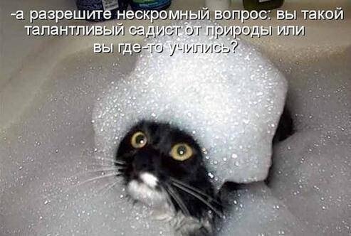 Смешные мемы с котами