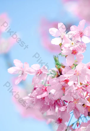 Sakura Live Wallpaper APK для Android — Скачать