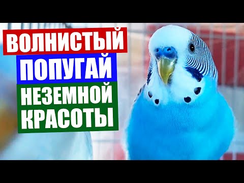 Смешные и талантливые попугаи ▷