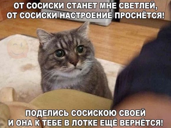 Мемы С котятами с надписями