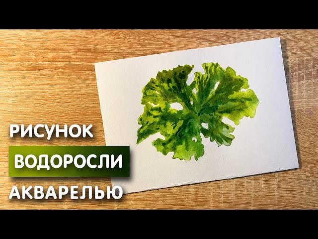 Как нарисовать морскую капусту поэтапно 2 урока