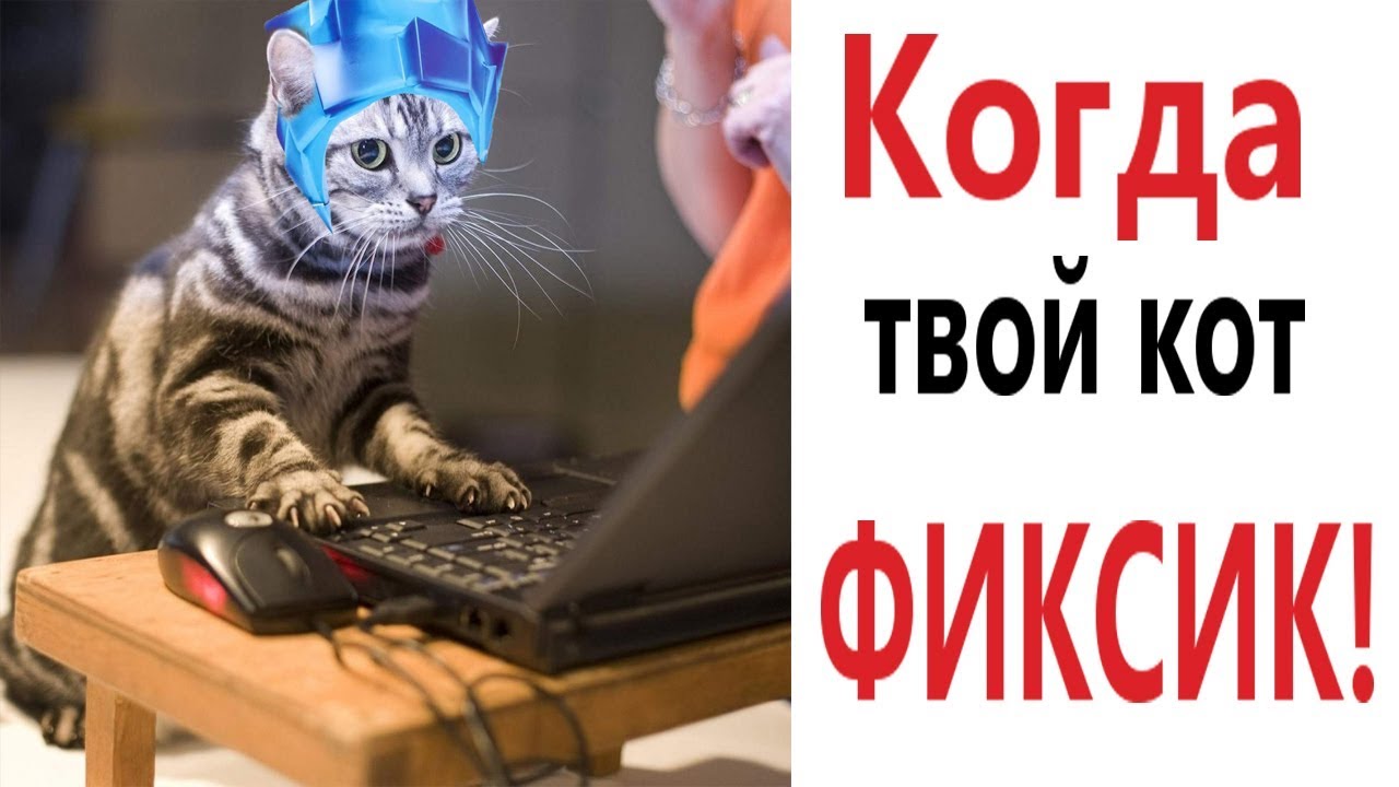 😹Коты 2022 смешные котики. 😹Приколы с котами до слез. Я