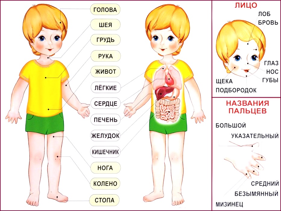 Части тела. Наглядное пособие для детей 4