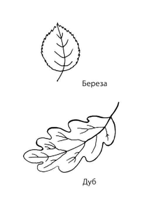 Раскраска дерево береза скачать и