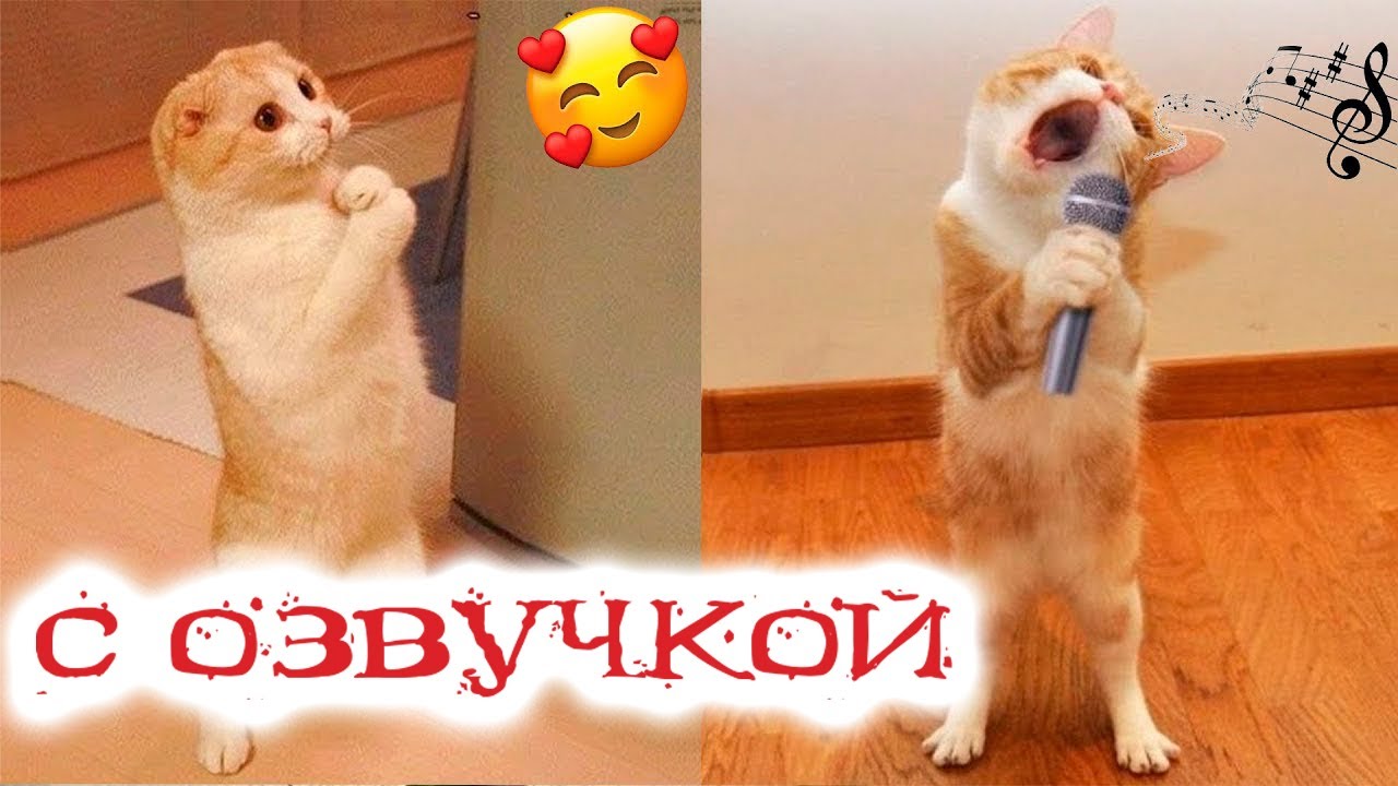 Смешные Видео Про Котов До Слёз С Озвучкой | TikTok