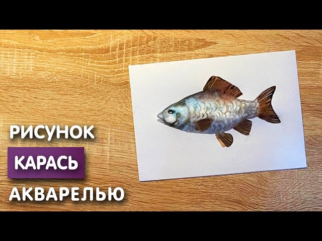 Карась — рыба. Описание карася с картинками