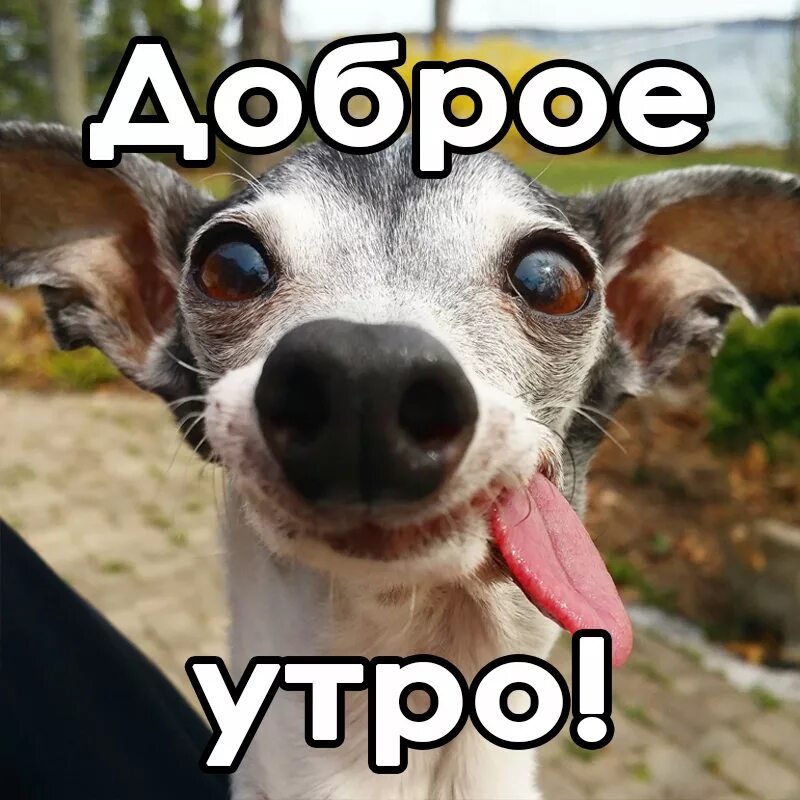 ДОБРОЕ УТРО🐕😍 | Ни дня без собаки.Dog Day Every Day | ВКонтакте