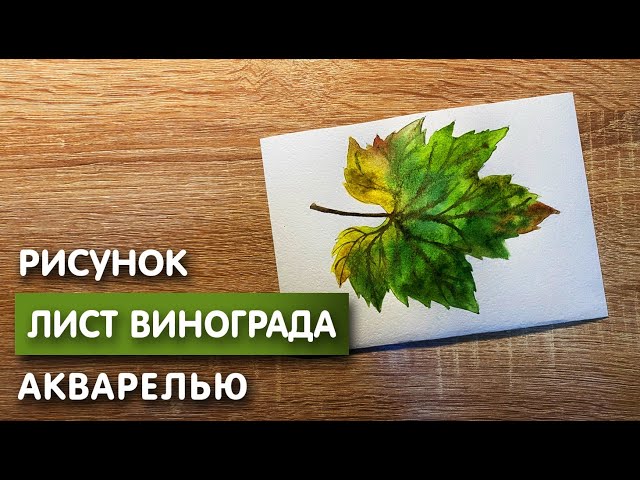 Чертеж Виноградной Лозы, виноград, еда, лист, ветка png | PNGWing