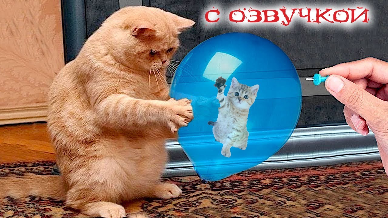 Смешные коты / картинки котов | Коты. 2024 | ВКонтакте