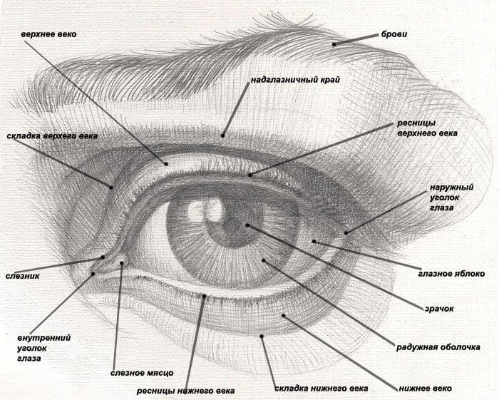 Как нарисовать глаза: поэтапные мастер