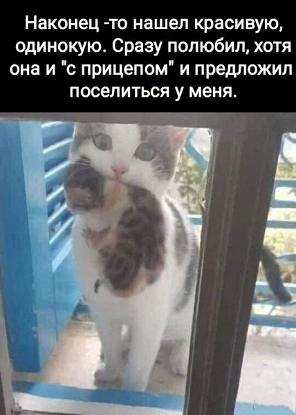 Стих Про 4 Котёнка Мем | TikTok