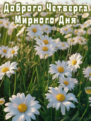 galina_flowers999999999 | Доброе утро дорогие друзья! Сегодня