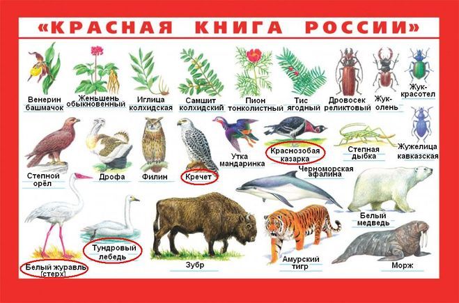 Картинки животных из красной книги с