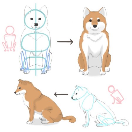 Shiba картинки | Depositphotos