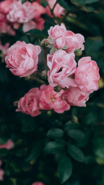 Free Vintage Floral Wallpaper Image | Download at StockCake