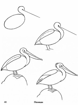 How to Draw a Cute Pelican. NTB DRAW. Как Нарисовать Милого