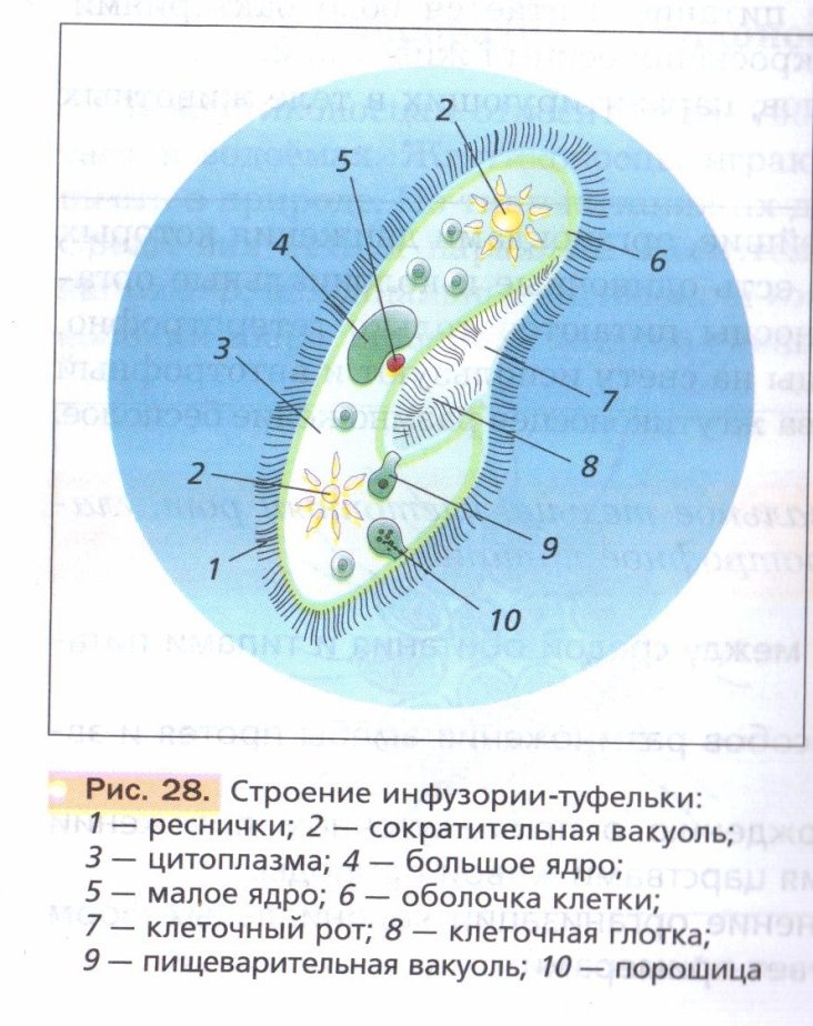 Ответ Часть 4. Царство Животные