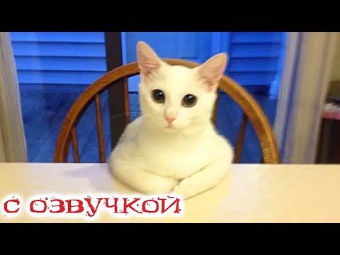 Смешные Видео Про Котов С Озвучкой | TikTok